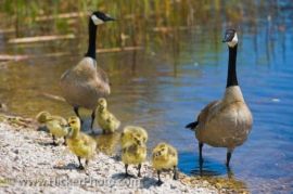 cute-canada-geese-family_5982-5879