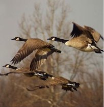 geese2